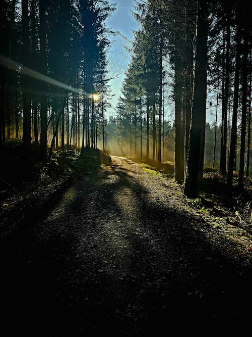 Zonlicht schijnt door hoge dennen langs een stille bospad.